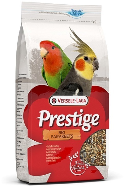 ببغاء كبير 1 كجم