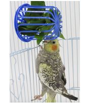 سلة طعام الببغاء